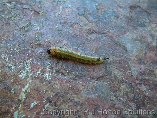 Callistemon sawfly 